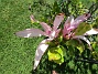 Magnolia  
Det är inte så många blommor kvar på min Magnolia nu.   
2020-06-01 Magnolia_0047