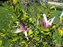 Det är inte så många blommor kvar på min Magnolia nu.  (2020-06-01 Magnolia_0048)