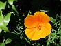 Den här Sömntutan är inte orange - den är brand-gul :-) (2020-06-18 Sömntuta_0002)