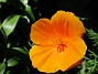 Den här Sömntutan är inte orange - den är brand-gul :-)                                (2020-06-18 Sömntuta_0004)