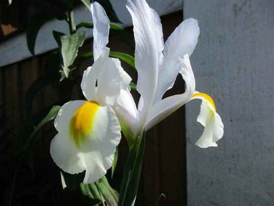 Iris { Iris Hollandica                                } 