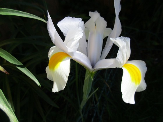 Iris { Iris Hollandica } 