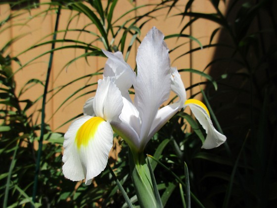 Iris { Iris Hollandica                                } 