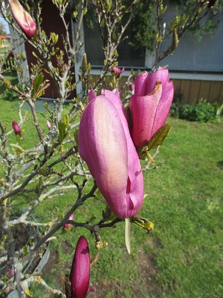 Magnolia { Magnolian håller på att slå ut. Synd bara att det blåser en massa idag, vilket gör att doften blåser bort.                                } 