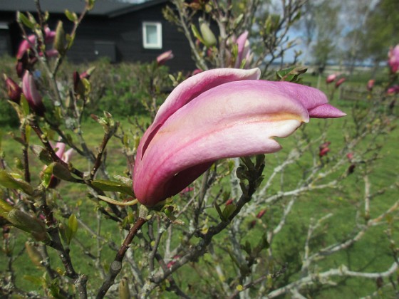 Magnolia { Magnolian håller på att slå ut. Synd bara att det blåser en massa idag, vilket gör att doften blåser bort. } 