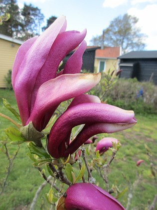 Magnolia { Några blommor har nästan slagit ut.                                } 