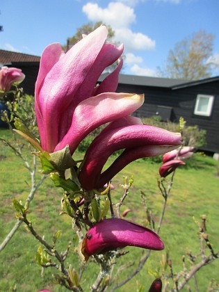 Magnolia { Några blommor har nästan slagit ut.                                } 