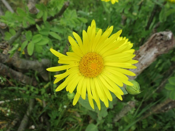 Ringkrage {  } 