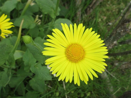 Ringkrage {  } 