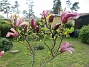 Magnolia  
                                 
2022-05-19 Magnolia_0073