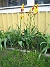 Liljeblommiga tulpaner  
  
2006 2006-05-25 Bild 011