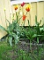 Liljeblommiga tulpaner  
  
2006 2006-05-25 Bild 012