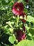 Stockros  
Alcea Rosea Ficifolia  
2013-07-12 IMG_0074