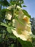 Stockros  
Alcea  Ficifolia  
2014-07-06 IMG_0040