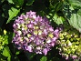 Hortensia  
  
2015-07-07 IMG_0015