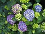 Hortensia  
  
2015-07-07 IMG_0030