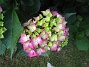 Hortensia  
  
2015-07-07 IMG_0032