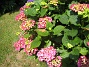 Hortensia  
  
2015-07-15 IMG_0005