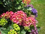 Hortensia  
  
2015-07-15 IMG_0009