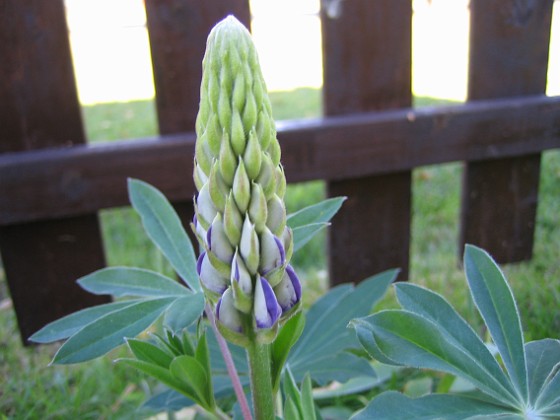 Lupin  
En Lupin som jag planterade om. Den fick för sig att det var vår på nytt!  
2005-09-17 IMG_0014  
Granudden  
Färjestaden  
Öland