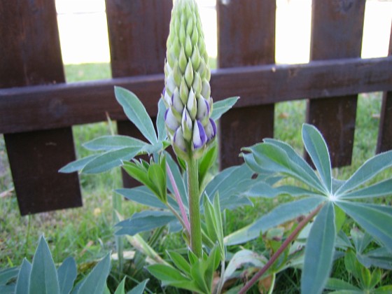 Lupin  
  
2005-09-17 IMG_0015  
Granudden  
Färjestaden  
Öland