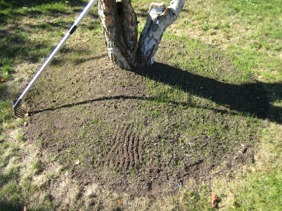 Björken 
Runt björken hade jag grävt ut ett land och lagt på jord. Men som ni kanske ser så har det redan börjat växa gräs där!