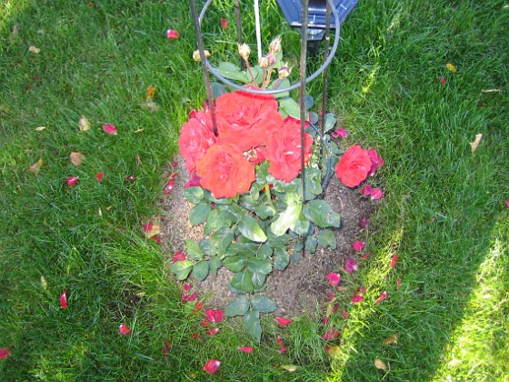 Rosbusken 
Här fanns det tidigare en radioantenn. För att dölja maströret har jag planterat en rosbuske här i stället.