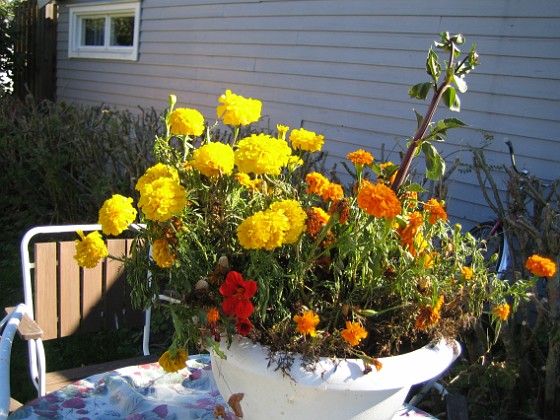 Tagetes  
Mina Tagetes tog jag upp ur landet och satte i en kruka.  
2005-09-17 IMG_0034  
Granudden  
Färjestaden  
Öland