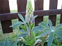 Lupin  
  
2005-09-17 IMG_0015