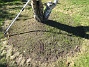 Runt björken hade jag grävt ut ett land och lagt på jord. Men som ni kanske ser så har det redan börjat växa gräs där! (2005-09-17 IMG_0020)