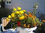 Tagetes