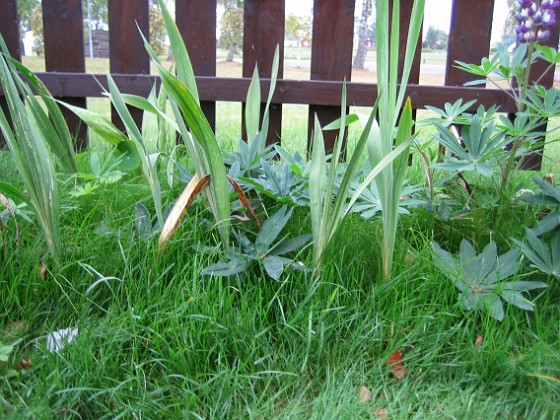 Lupiner och Gladioler