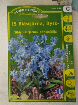 Rysk blåstjärna - Scilla {  } 