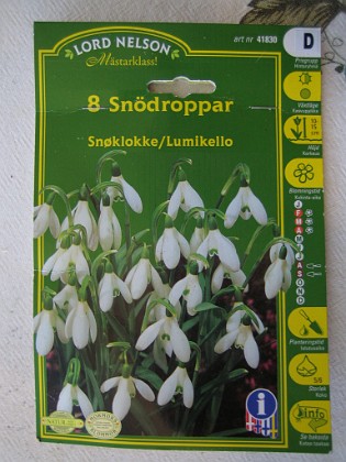 Snödroppar 
