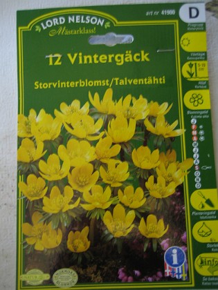 Vintegäck