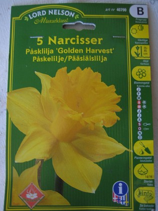 Narcisser 'Golden Harvest' 
