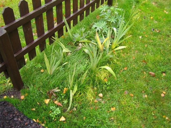 Lupiner och Gladioler.  { Dessa flyttades från andra rabatter i början av september. Lupinerna tog ny fart och har faktiskt blommat igen. Gladiolerna sattes nog alldeles för sent för dom har inte blommat i år. Och nästa år lär vi inte få se dem...
 } 