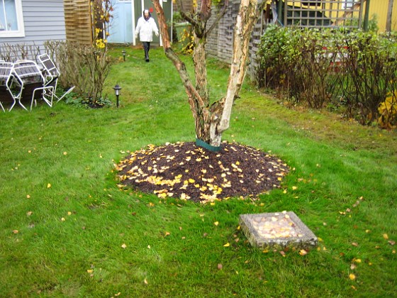 Björken 
Gräset som vi planterade runt björken ser ut att ha tagit sig riktigt fint efter bara ett par veckor.