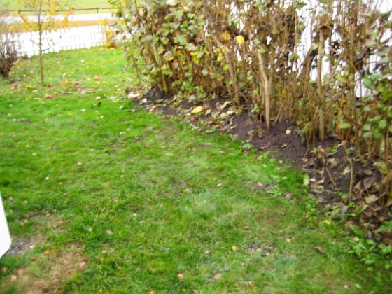 Baksidan 
På baksidan har jag planterat nytt gräs, där jag tidigare hade en stor jordhög.