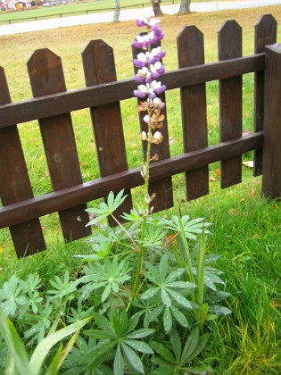 Lupin i november!  
Ð