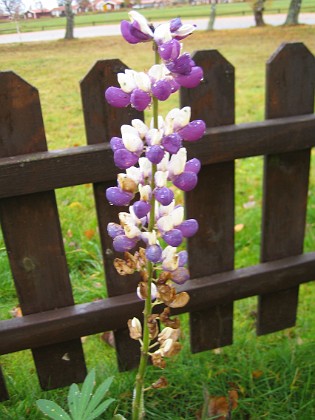 Lupin i november! { Lupinen har nästan blommat över. Man måste väl ändå anse det vara exceptionellt att ha blommande lupiner i november! } 