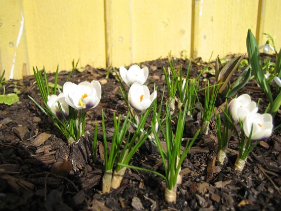 Krokus  
Krokus.  
2006-04-01 Bild- 002  
Granudden  
Färjestaden  
Öland