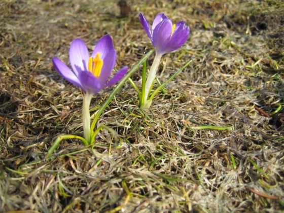 Krokus  
Krokus.  
2006-04-01 Bild- 004  
Granudden  
Färjestaden  
Öland