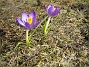 Krokus  
Krokus.  
2006-04-01 Bild- 004