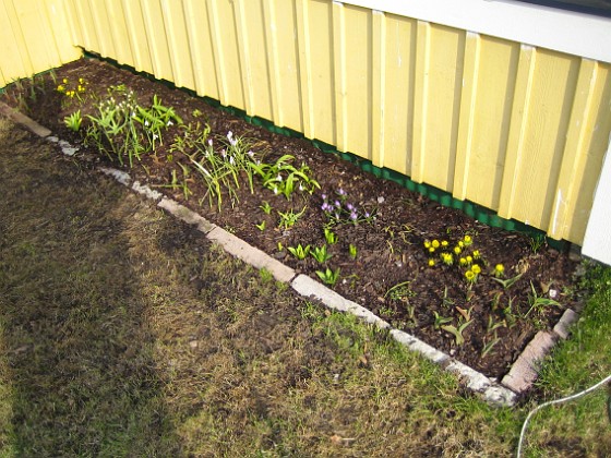 Vinkeln 
Krokus, Vintergäck.