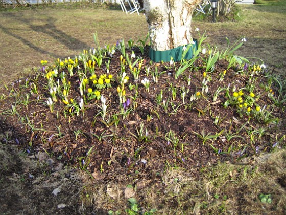 Björken 
Krokus, Vintergäck.