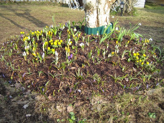 Björken 
Krokus, Vintergäck.