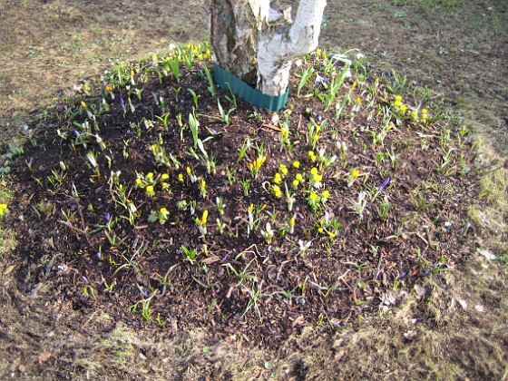 Björken4 
Krokus, Vintergäck.