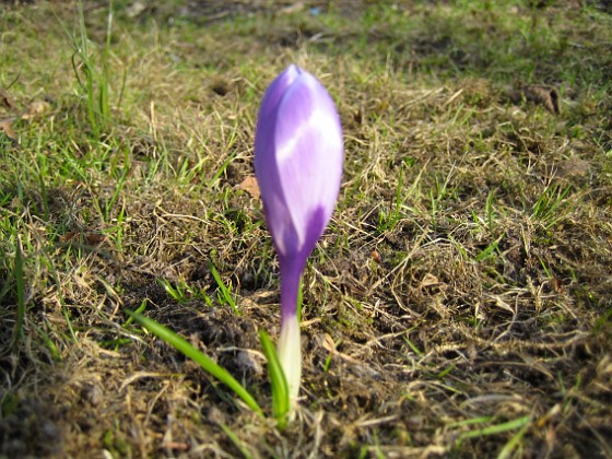 Krokus  
Krokus.  
2006-04-12 Bild 019  
Granudden  
Färjestaden  
Öland