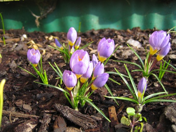 Krokus { Krokus. } 